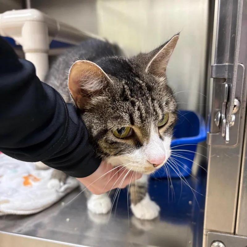 An adult medium-sized female Brown / Chocolate Domestic Short Hair cat named Nova for adoption in Springfield, IL