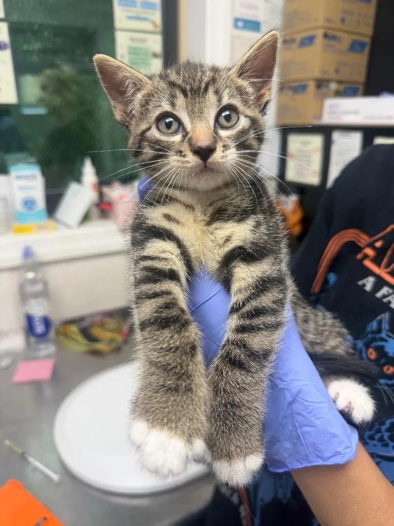 A baby medium-sized male Domestic Short Hair cat named Joey for adoption in Pomona, NY