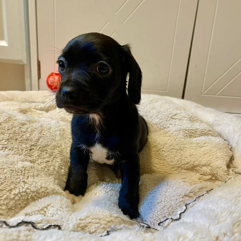 A baby small-sized female Black Mixed Breed dog named Ferrero Roche for adoption in Wappingers Falls, NY