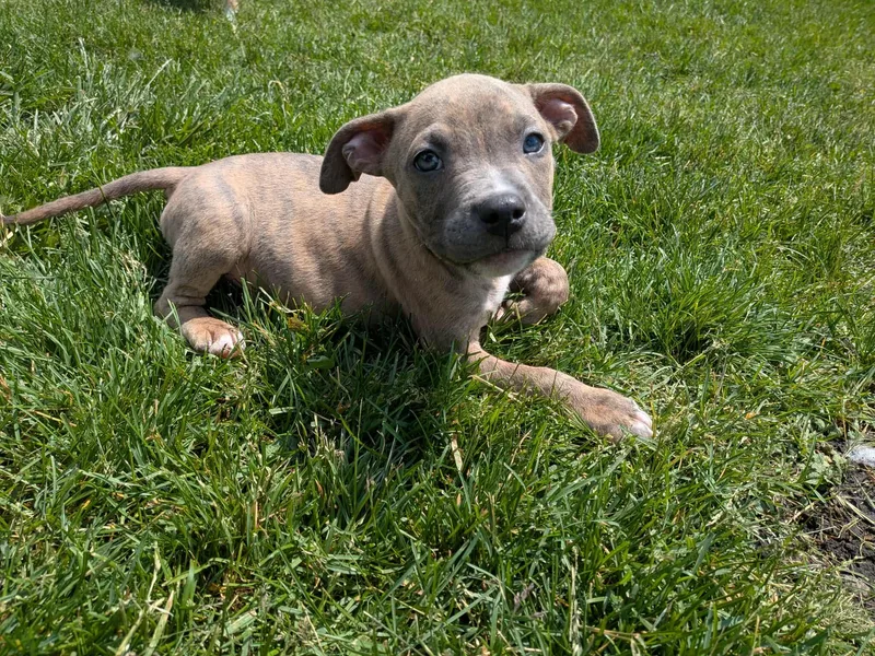 A baby medium-sized male Brindle Mixed Breed dog named Collin for adoption in Kenosha, WI