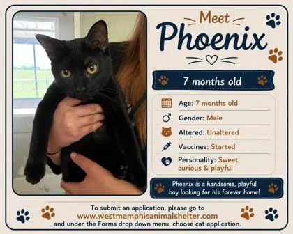 A young medium-sized male Domestic Short Hair cat named Phoenix for adoption in West Memphis, AR