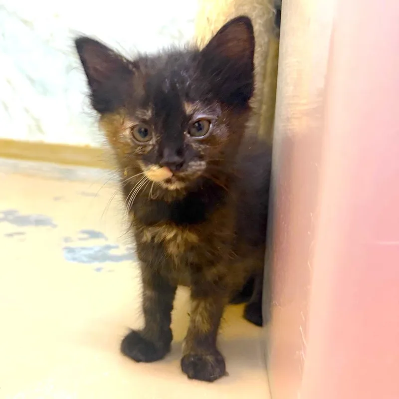 A baby medium-sized female Tortoiseshell cat named Prim for adoption in Joshua Tree, CA