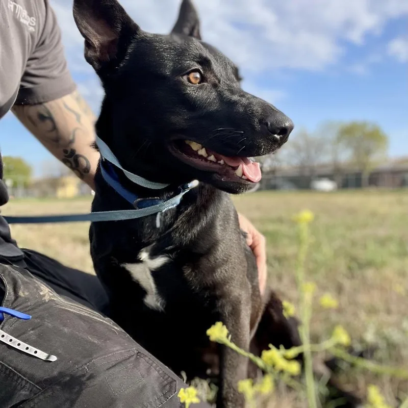 An adult medium-sized female Black Australian Kelpie dog named Esmerelda for adoption in Wimberley, TX