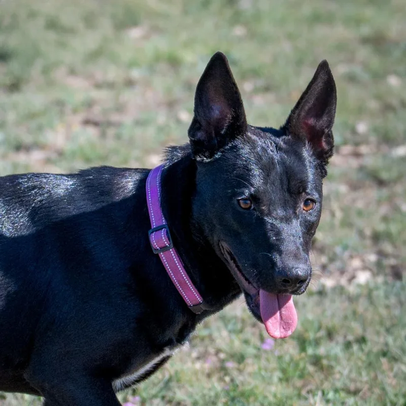 Esmerelda thumbnail 5