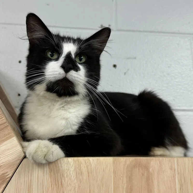 An adult medium-sized male Black Domestic Long Hair cat named Fig Newton for adoption in Dayton, OH