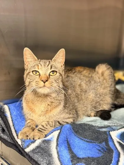 An adult large-sized female Domestic Short Hair cat named Eggy for adoption in Bowling Green, KY