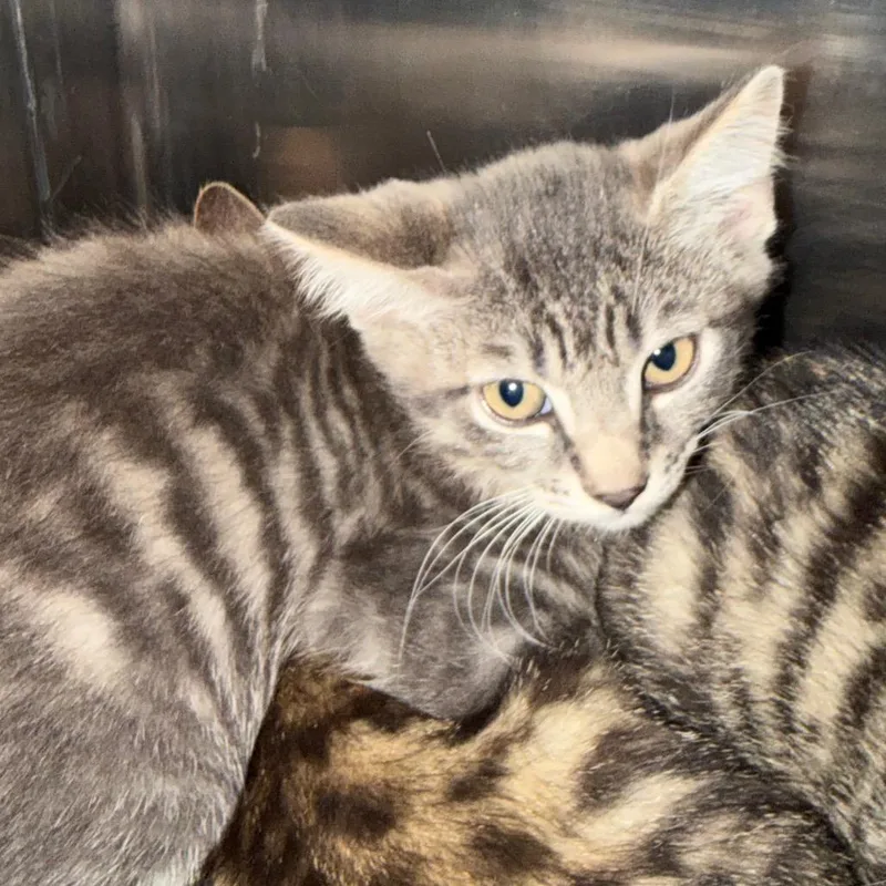 A baby small-sized male Gray / Blue / Silver Domestic Short Hair cat named Publix for adoption in Morganton, NC