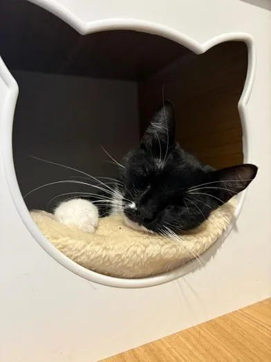 A young medium-sized female Black & White / Tuxedo Domestic Short Hair cat named Bella for adoption in Liverpool, TX