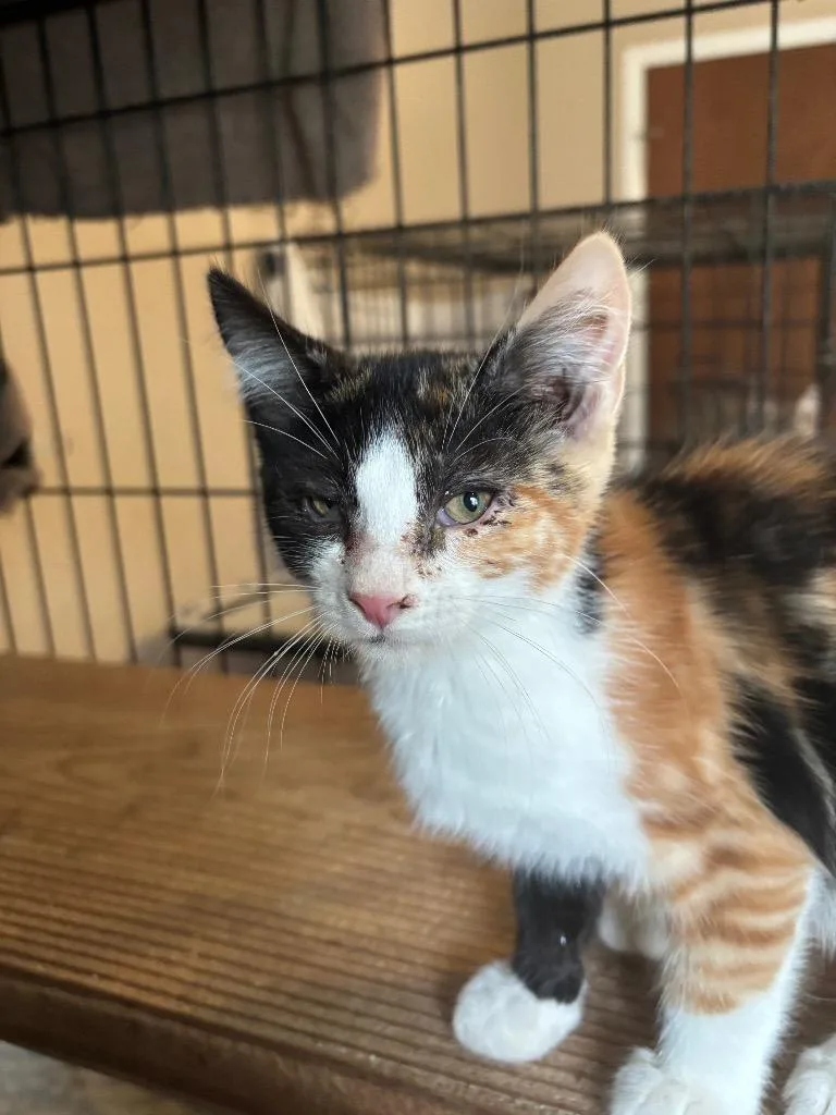 A baby small-sized female Domestic Short Hair cat named Caitlyn for adoption in Camp Hill, PA