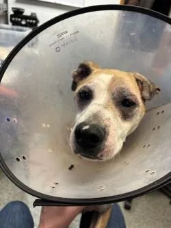 An adult medium-sized female Whippet dog named Worm for adoption in Bellevue, WA