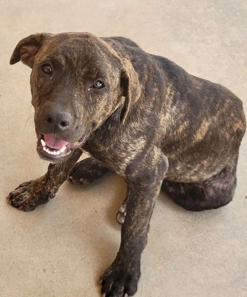 A baby medium-sized male Labrador Retriever dog named Rue for adoption in Greenwood, MS