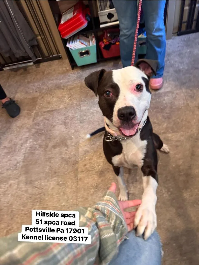 A young large-sized female Pit Bull Terrier dog named Ruby for adoption in Pottsville, PA