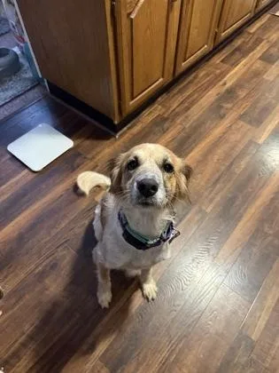 An adult medium-sized female Cattle Dog dog named Charlotte for adoption in Fort Worth, TX