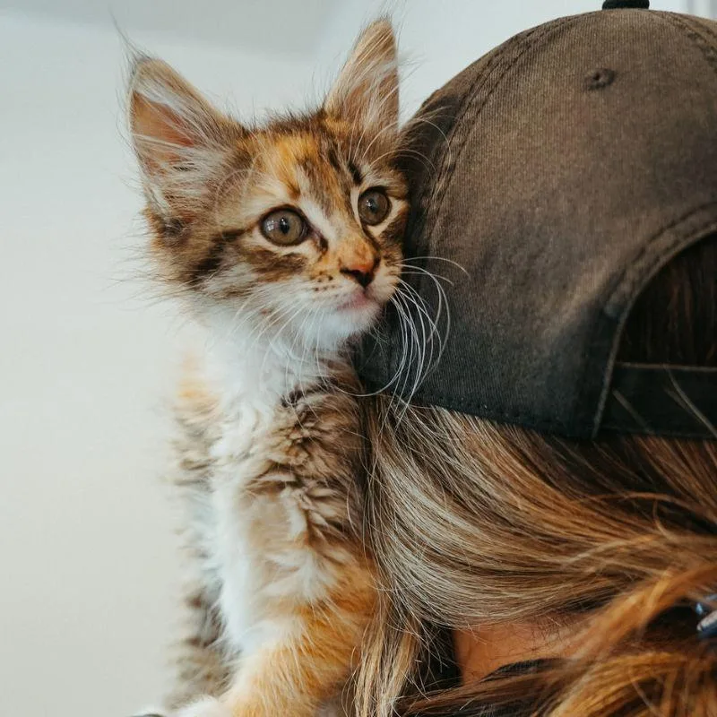 A baby medium-sized female Domestic Medium Hair cat named Shrimp for adoption in Jackson, WY
