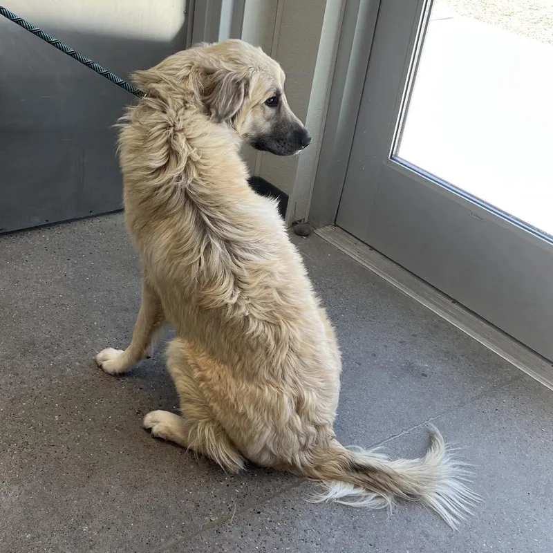 A young large-sized female Yellow / Tan / Blond / Fawn Mixed Breed dog named 110410 for adoption in Las Cruces, NM