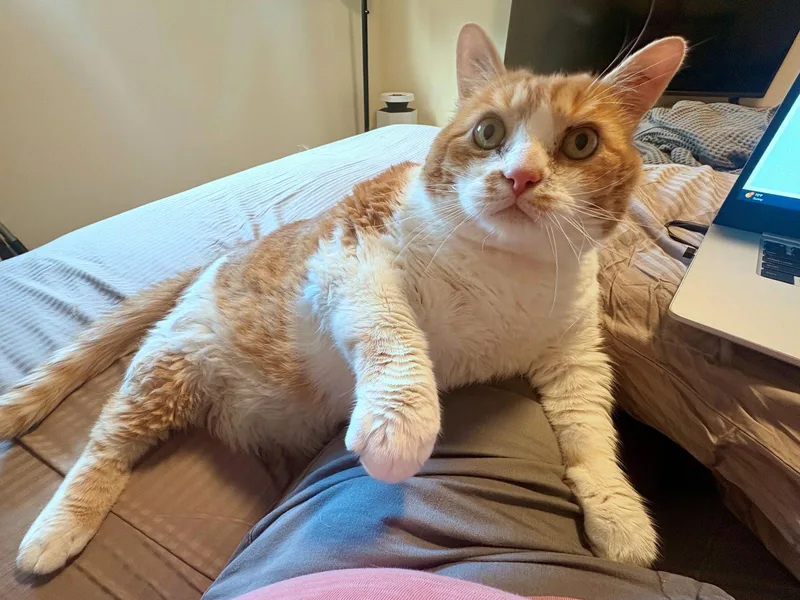 Percival   Offered thumbnail 2