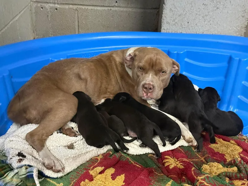 An adult medium-sized female Mixed Breed dog named Mia + Puppies for adoption in Elizabethtown, NC