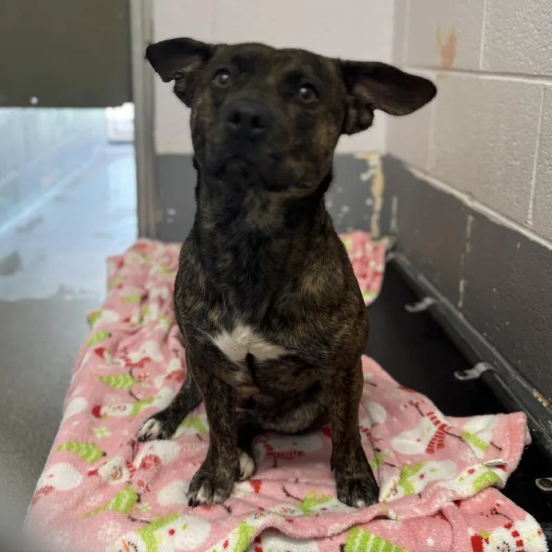 An adult medium-sized male Brown / Chocolate Pit Bull Terrier dog named Turbo for adoption in Columbus, NC