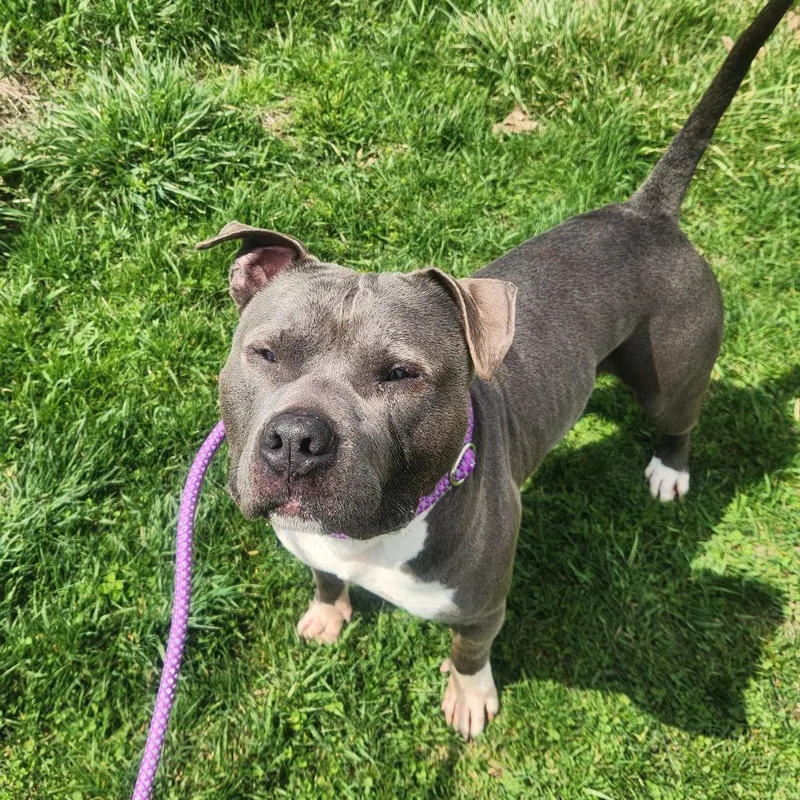 An adult medium-sized male Gray / Blue / Silver Mixed Breed dog named Gunner for adoption in Binghamton, NY
