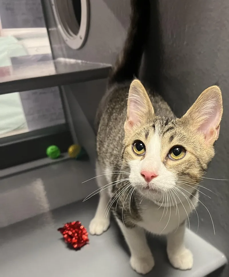 A young medium-sized male Tabby (Brown / Chocolate) Domestic Short Hair cat named Mack for adoption in Belchertown, MA