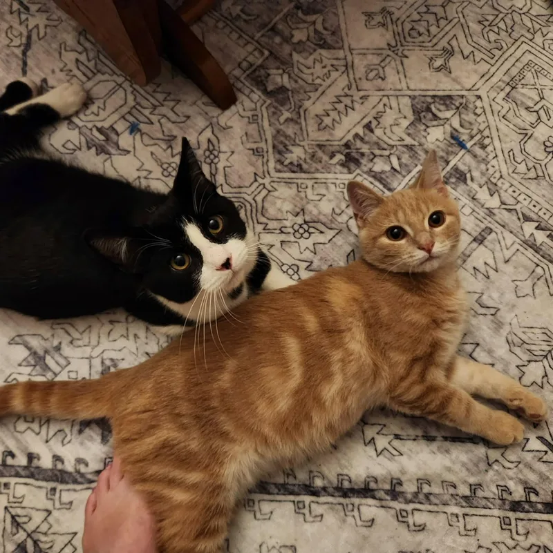 A baby small-sized male Tabby (Orange / Red) Domestic Short Hair cat named Noah for adoption in Grand Rapids, MI