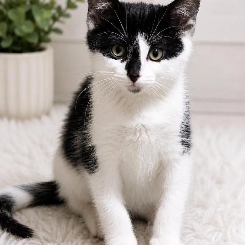 A baby medium-sized male Black & White / Tuxedo Domestic Short Hair cat named Twig for adoption in Moriches, NY