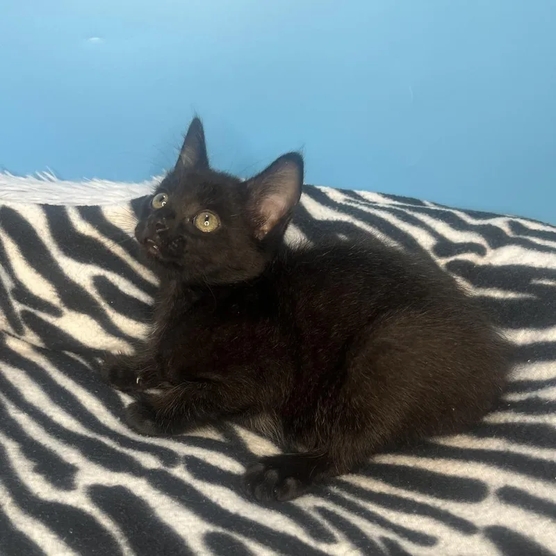 A baby small-sized female Black Domestic Short Hair cat named Saber for adoption in San Antonio, TX