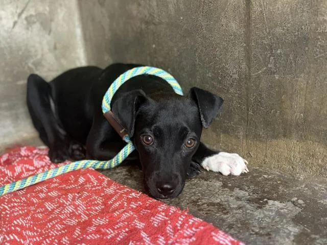 A young small-sized female Pit Bull Terrier dog named Anastasia for adoption in San Pedro, CA