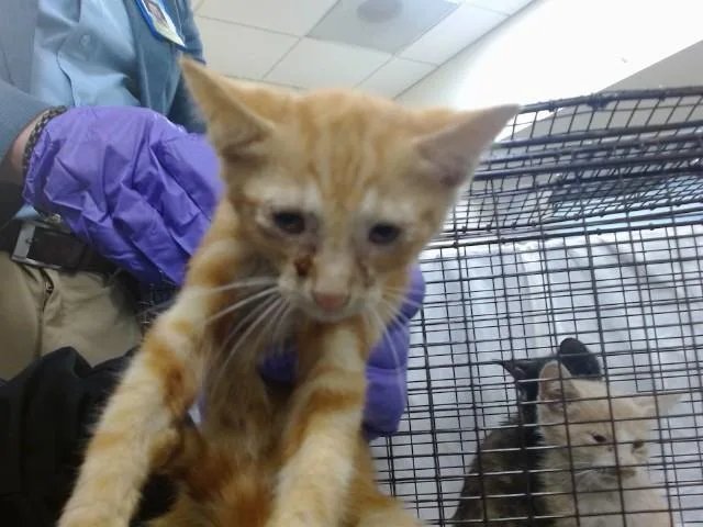 A baby small-sized female Domestic Short Hair cat named Apple for adoption in Miami, FL