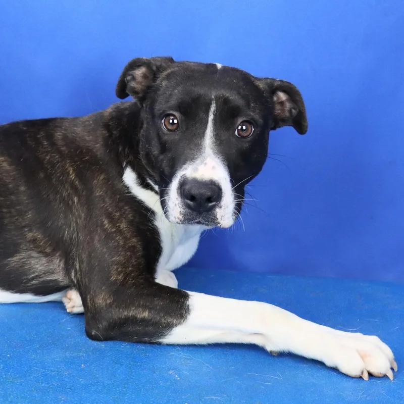 Brownie  T thumbnail 2