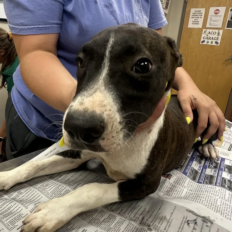 Brownie  T thumbnail 3