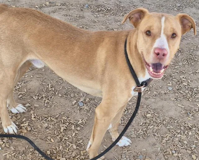 An adult medium-sized male Australian Shepherd dog named Hussle for adoption in Albuquerque, NM
