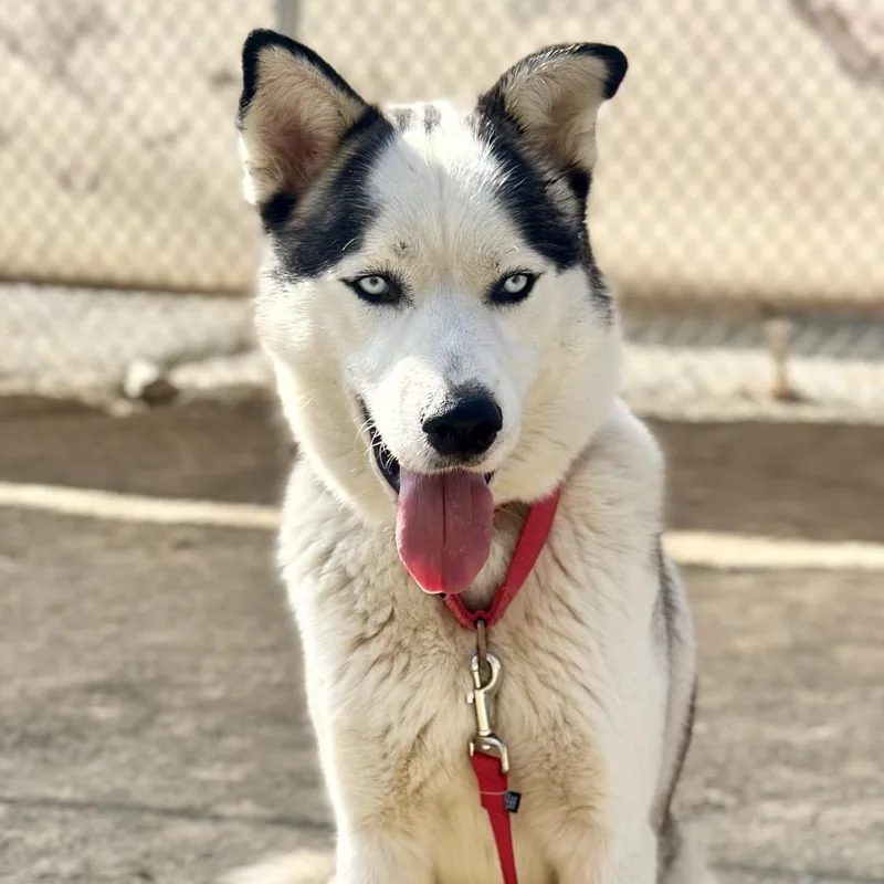 Milo