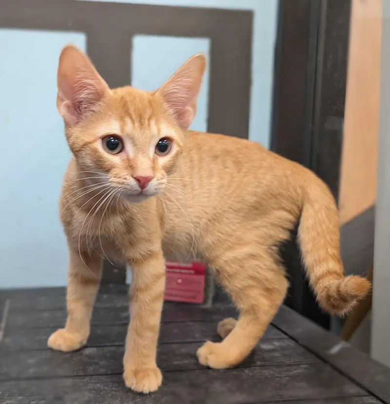 A baby medium-sized male Orange / Red Domestic Short Hair cat named Shrimp for adoption in Smithfield, NC