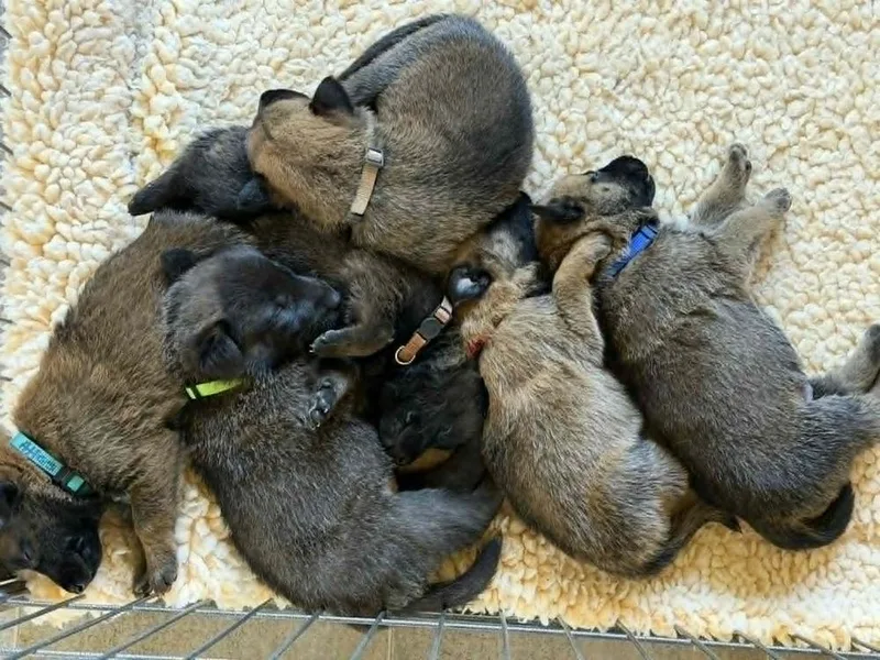 Lodi Litter Female  thumbnail 2