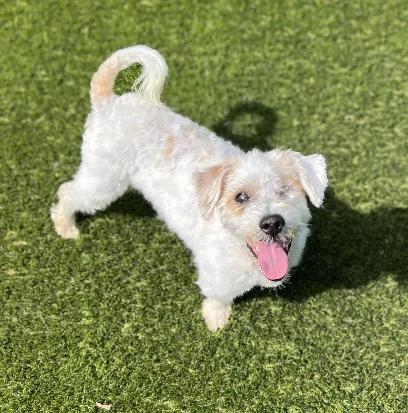 An adult small-sized male Havanese dog named Toby for adoption in Port Washington, NY