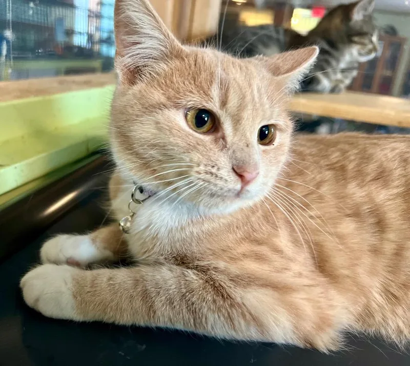 A young medium-sized male Domestic Short Hair cat named Rory for adoption in Rice Lake, WI