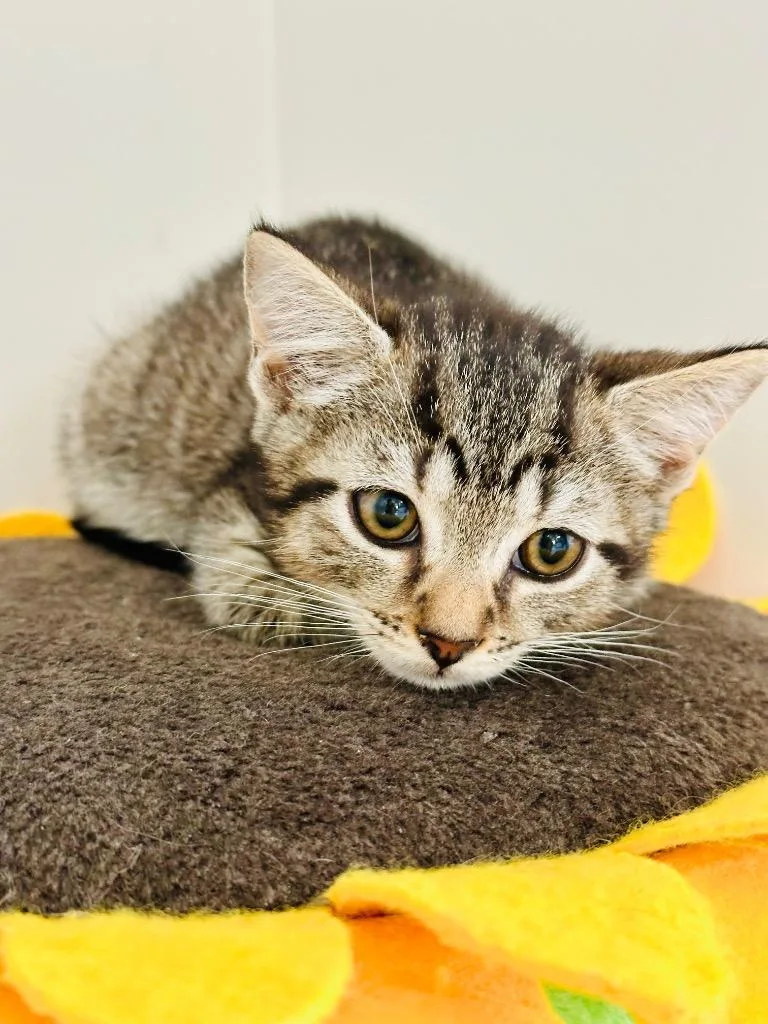 A baby medium-sized male Domestic Short Hair cat named Tairn for adoption in Evans, GA