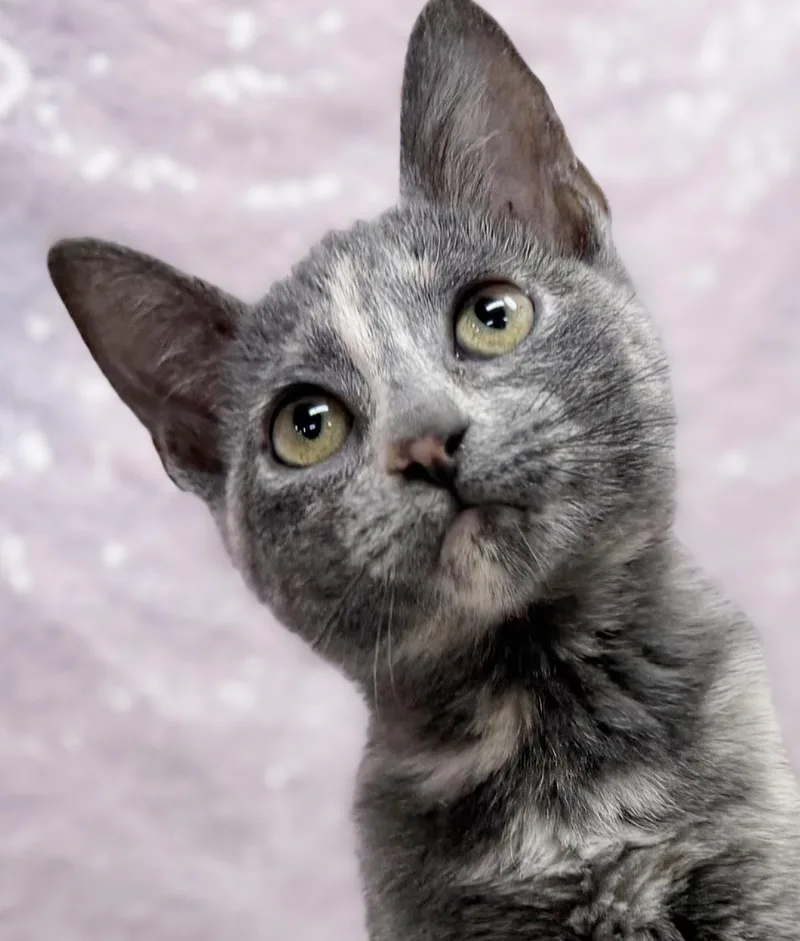 A baby small-sized female Dilute Tortoiseshell cat named Bliss is a blast for adoption in Bedford Hills, NY