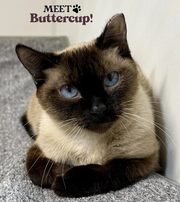 A young medium-sized female Seal Point Siamese cat named Buttercup for adoption in Madison, WI