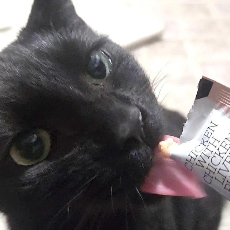 An adult large-sized female Black Domestic Short Hair cat named Hazel for adoption in Medina, OH