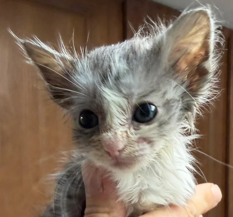 A baby medium-sized female Gray / Blue / Silver Domestic Short Hair cat named Montana for adoption in Bulverde, TX