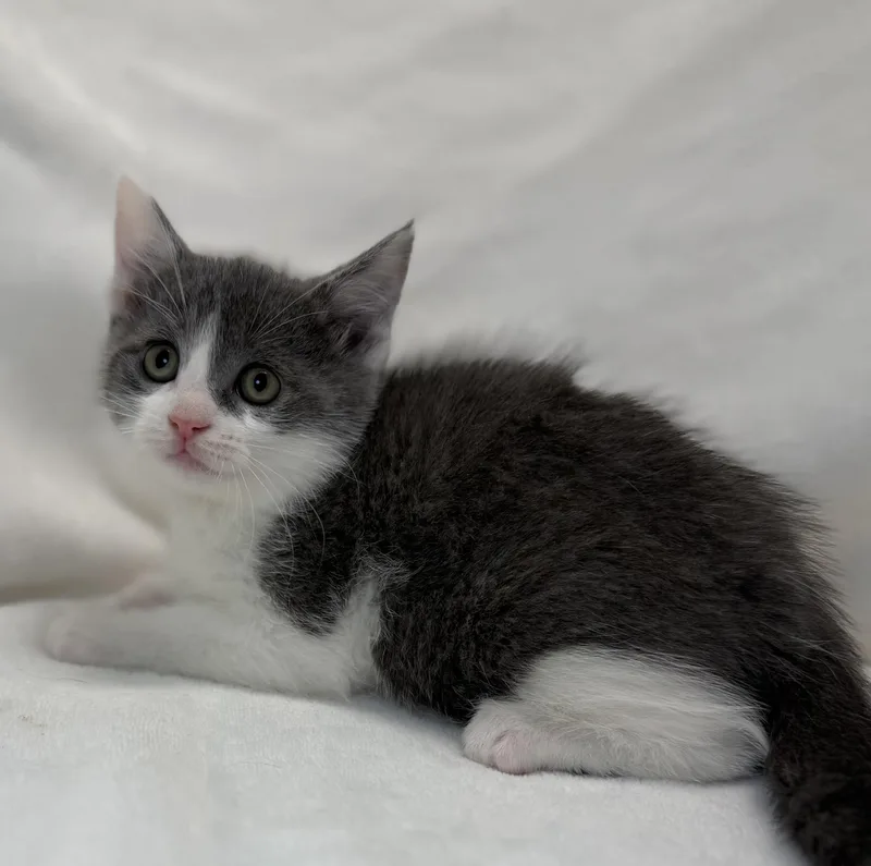 A baby medium-sized male Gray & White Domestic Short Hair cat named Cillian for adoption in Greensboro, NC