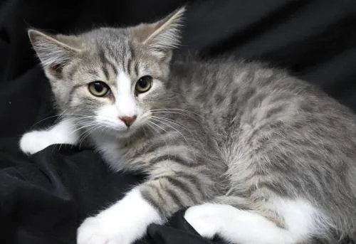 A baby medium-sized male Domestic Long Hair cat named Bently for adoption in Thief River Falls, MN