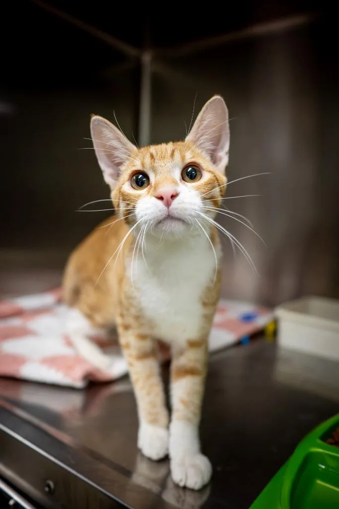 A baby medium-sized male Domestic Short Hair cat named Threx for adoption in Twentynine Palms, CA