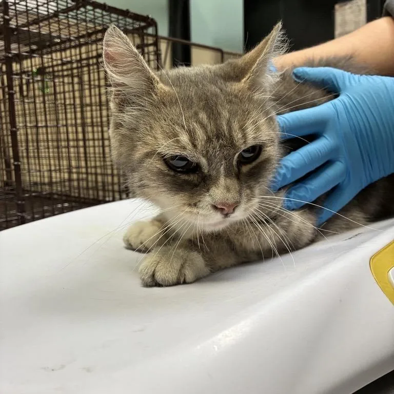 An adult medium-sized female Gray / Blue / Silver Domestic Short Hair cat named Tinkerbell for adoption in Tacoma, WA
