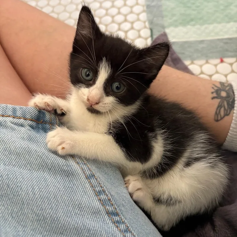 A baby small-sized female Black Domestic Short Hair cat named Magpie ShawCA for adoption in Tallahassee, FL