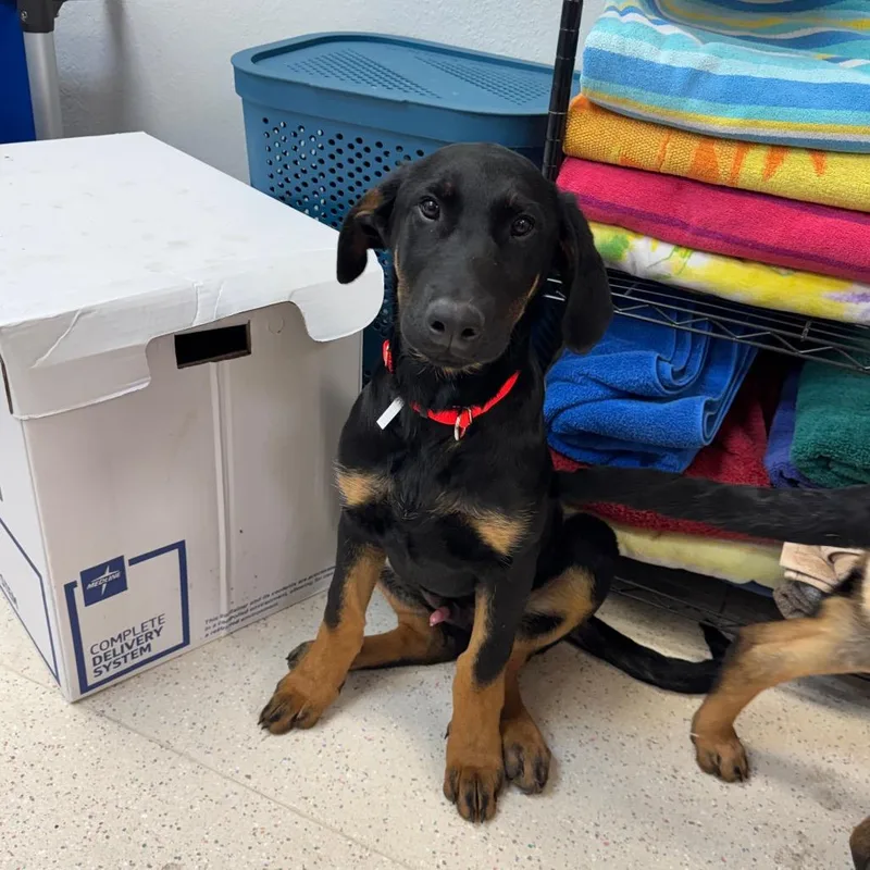 A young large-sized male Doberman Pinscher dog named Titus for adoption in Wichita, KS