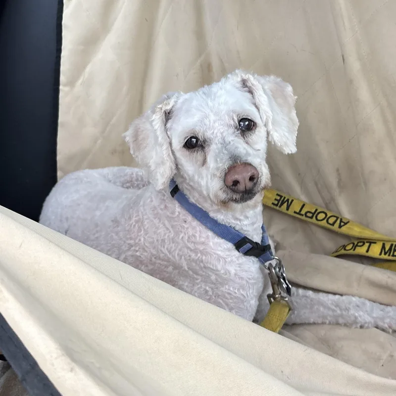 A senior small-sized male White / Cream Cavapoo dog named Benny for adoption in North Haven, CT