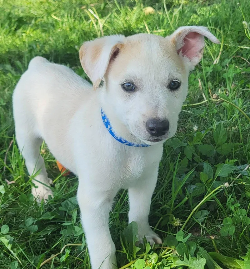 A baby medium-sized male Golden Retriever dog named Clue for adoption in Germantown, OH